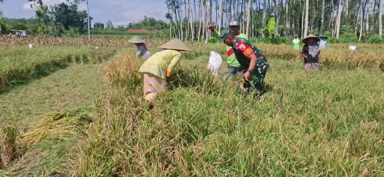 Sinergi Babinsa dan Petani: Serapan Gabah 0,5 Ha untuk Kebutuhan Mandiri
