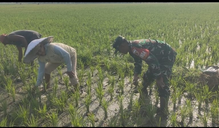 Dorong Produktivitas Pertanian, Babinsa Oro Oro Ombo Dampingi Petani Penyiangan Padi 