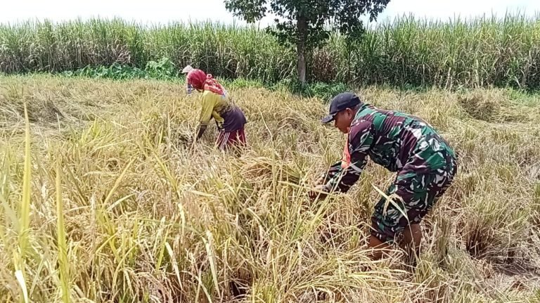 Sinergi TNI dan Petani: Babinsa Wonogrio Turun ke Sawah Bantu Panen