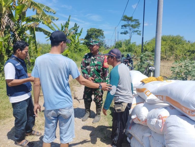 Percepat Serapan Gabah, Babinsa dan Bulog Turun ke Lahan Petani Sidorejo