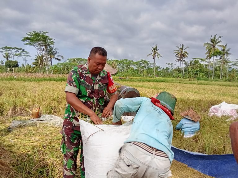 Sinergi TNI dan Petani: Serda Boyong Turun ke Sawah Bantu Panen di Poktan Sido Dadi