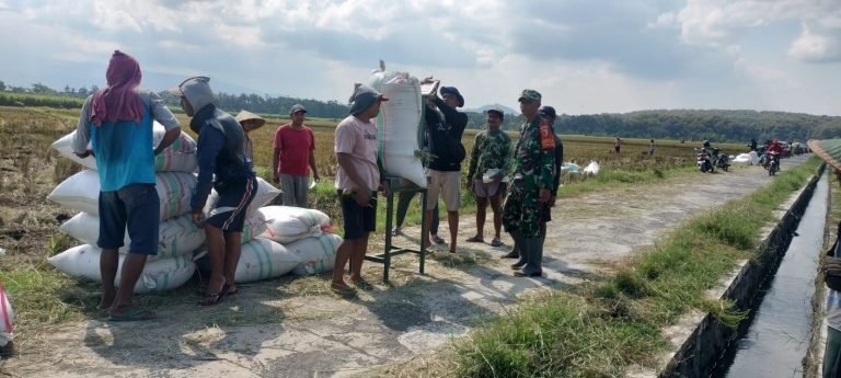 Panen 6,5 Ton Padi, Babinsa dan Petani Bersinergi Wujudkan Ketahanan Pangan