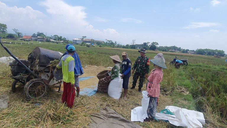 Pendampingan Babinsa di Masa Panen, Petani Uranggantung Rasakan Manfaatnya