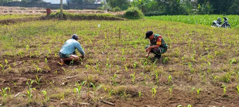 Sinergi TNI dan Petani: Babinsa Bantu Penyulaman Jagung di Lahan Poktan Tani Makmur