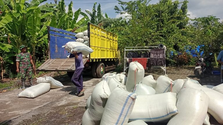 Dukung Ketahanan Pangan, Babinsa Kawal Serapan Gabah Petani Tani Jaya