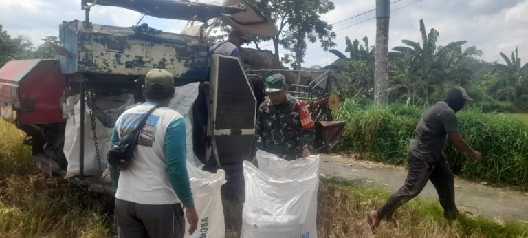 Babinsa Mojosari Dampingi Percepatan Serangan Gabah dan Beras di Lahan Milik Petani Desa Mojosari
