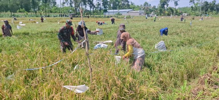 Kebersamaan Babinsa dan Poktan Awanggono Hasilkan Panen Berkualitas