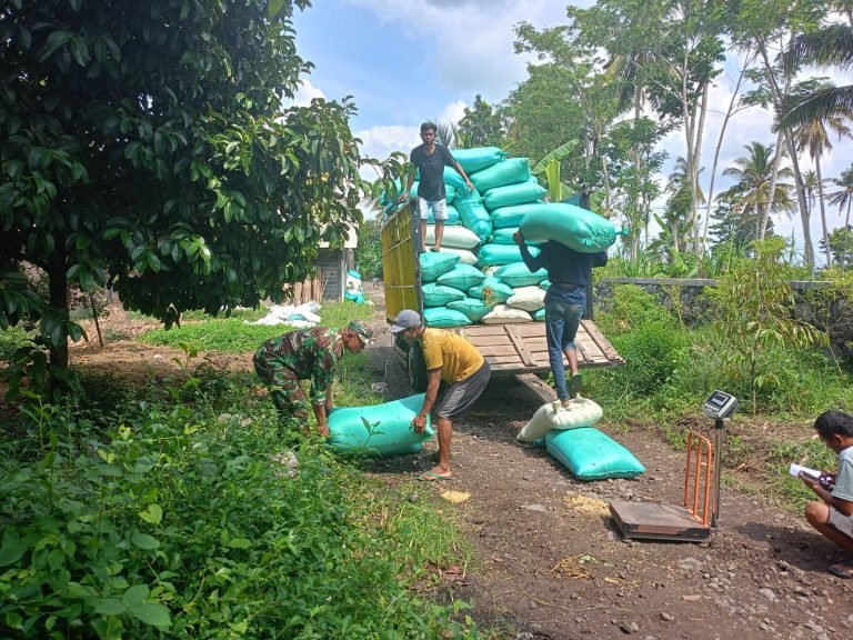 Dukung Ketahanan Pangan, Babinsa Sukosari Dampingi Serapan Gabah di Lahan Karya Tani 