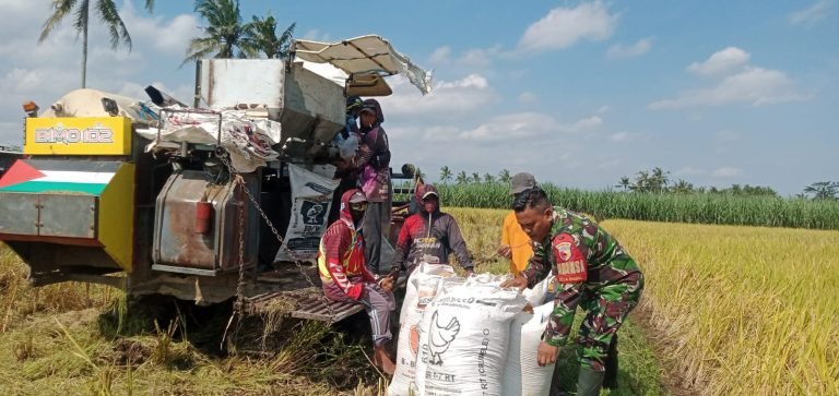 Dampingi Panen, Babinsa Kedungjajang Dukung Kemandirian Petani
