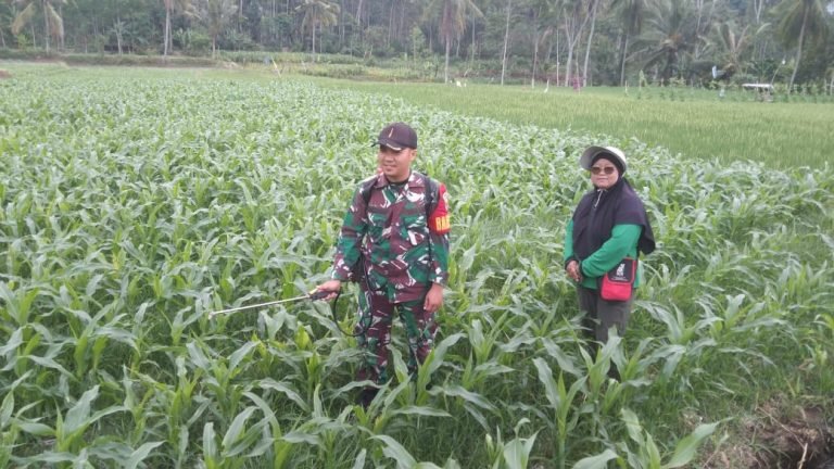 Dukung Ketahanan Pangan, Babinsa Bantu Penyemprotan Jagung Manis di Sarikemuning