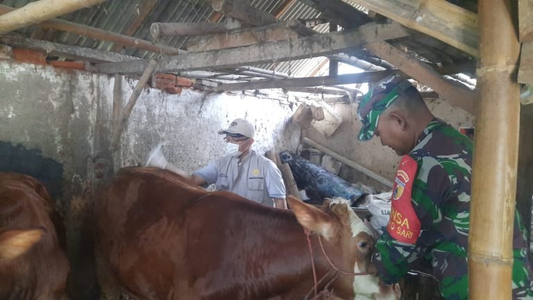 Jaga Kesehatan Ternak, Babinsa Sukosari Dampingi Vaksinasi Door to Door