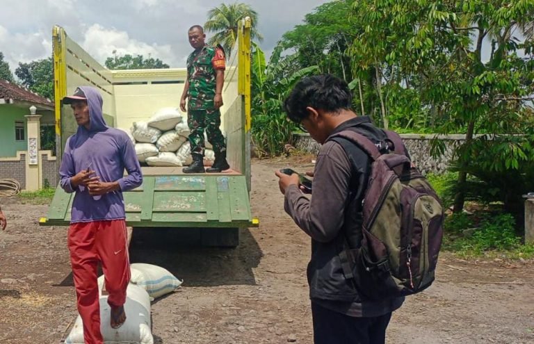 Dukung Ketahanan Pangan, Babinsa Sukosari Dampingi Serapan Gabah di Lahan Barokah Tani