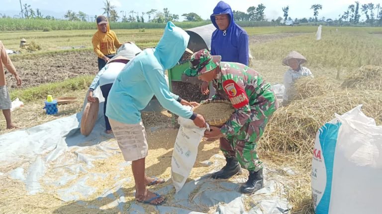 Tingkatkan Pendampingan Hanpangan, Babinsa Wonosari Bantu Petani Panen Padi