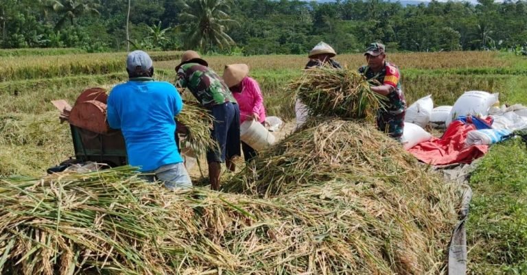 Babinsa Pandansari Dampingi Serapan Gabah di Lahan Tani Makmur 