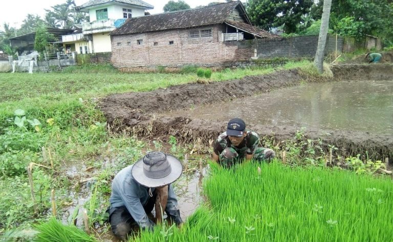 TNI Hadir di Tengah Petani, Babinsa Sarikemuning Bantu Tanam Padi di Lahan Baru Muncul 
