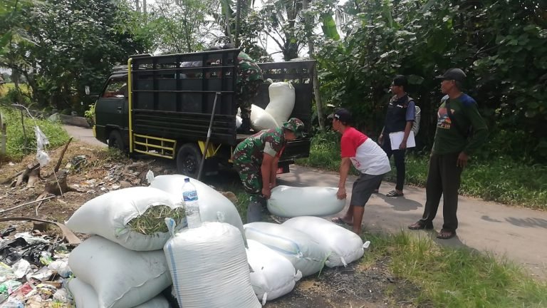Babinsa Rojopolo Dampingi Percepatan Sergab dan Beras di Lahan Petani Desa Rojopolo