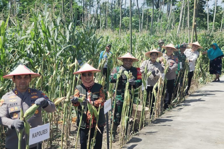 Dandim 0821/Lumajang Hadiri Panen Raya Jagung Serentak Kwartal II Bersama Presiden RI Prabowo Subianto Secara Virtual