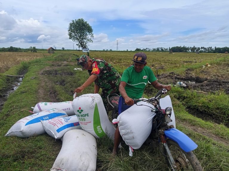 Sinergi TNI dan Petani: Serda Yudik Bantu Panen Padi di Banyuputih Kidul