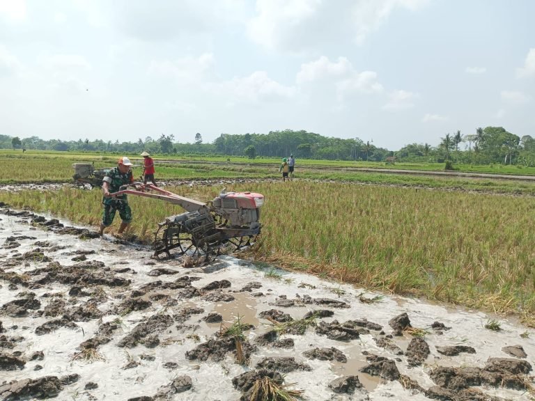 Wujud Nyata TNI di Tengah Petani, Babinsa Grati Aktif Dukung LTT