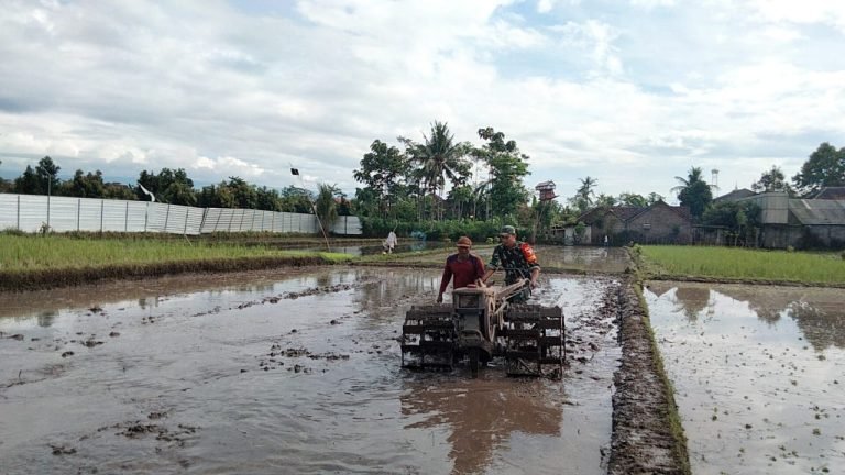 Dorong Swasembada Pangan, Babinsa Tanggung Bantu Petani Olah Lahan