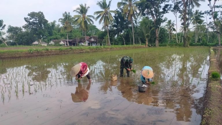 Dukung Ketahanan Pangan, Babinsa Selok Awar Awar Dampingi Penanaman Padi Petani 