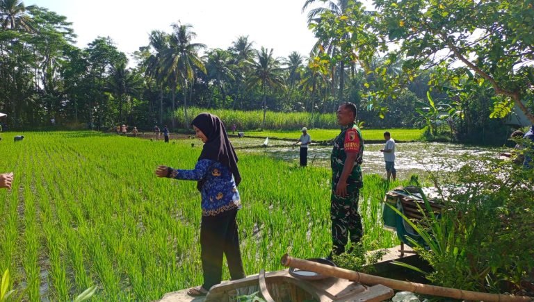 Antisipasi Hama Sejak Dini, Babinsa dan Dinas Pertanian Lakukan Pengamatan Tanaman Padi