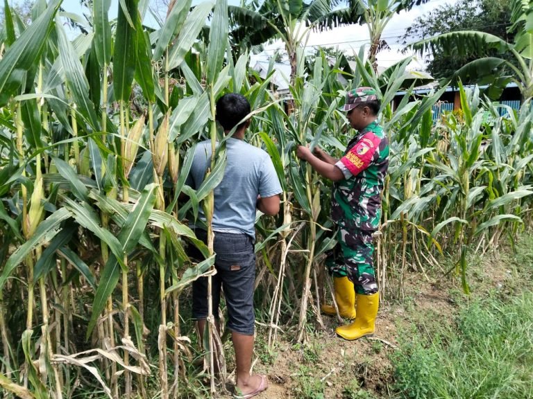 Wujudkan Ketahanan Pangan, Babinsa Bantu Rawat Lahan Jagung 1,5 Hektare