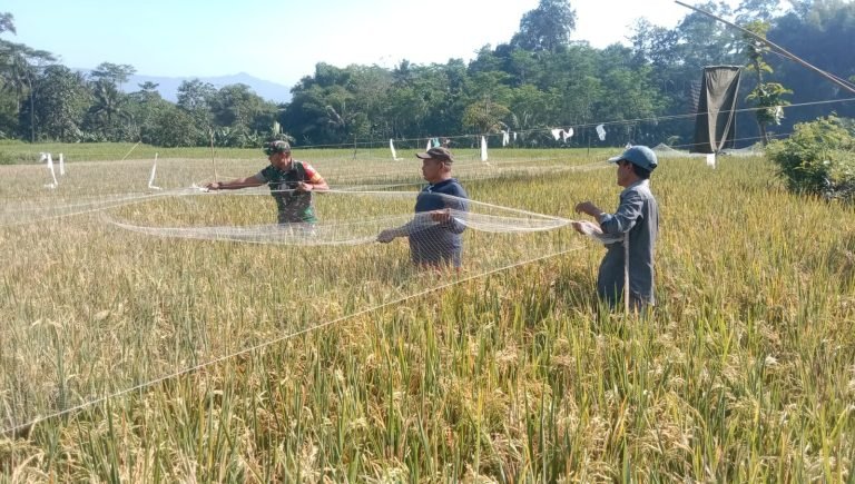Antisipasi Hama Burung, Babinsa Bandaran Dampingi Petani Pasang Jaring Lahan Padi