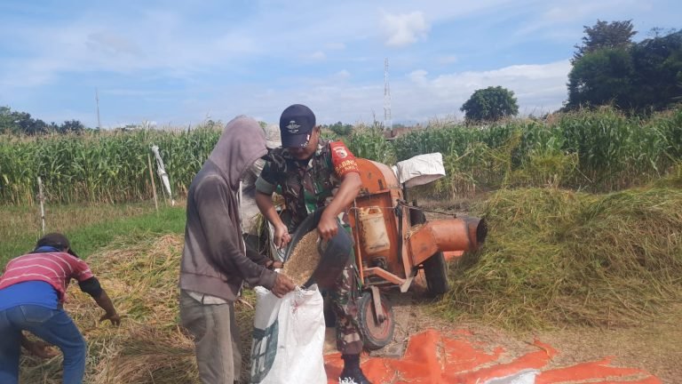 TNI Bantu Petani, Babinsa Sukosari Kawal Panen 4,2 Ton Padi di Poktan Sri Rahayu Kunir