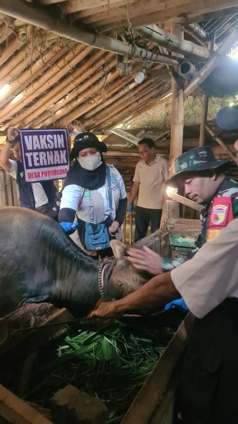 Sinergi TNI dan Puskeswan: Pendampingan Babinsa Purwosono Kawal Vaksinasi Ternak