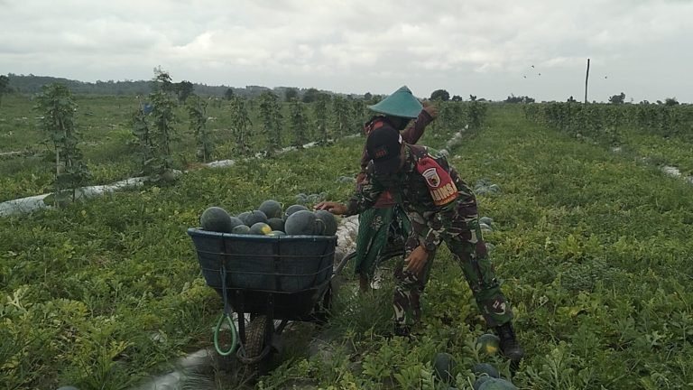 Kopda Ahmad Latip Bantu Petani Panen Semangka di Pandanwangi