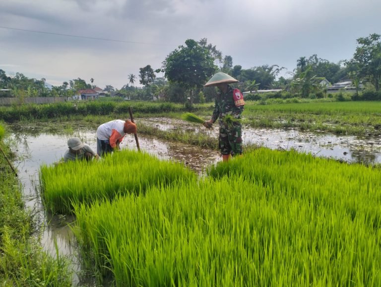 Pendampingan Babinsa Tempeh Tengah Jadi Energi Baru Bagi Petani  Pancer Tirto 2 