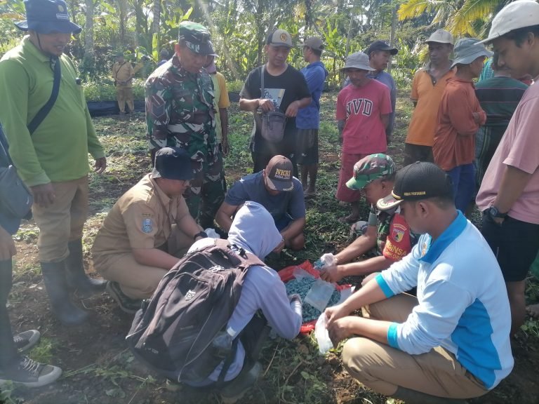 Tangkal Ancaman Hama Tikus, Babinsa Sukorejo Dukung Ketahanan Pangan Lokal