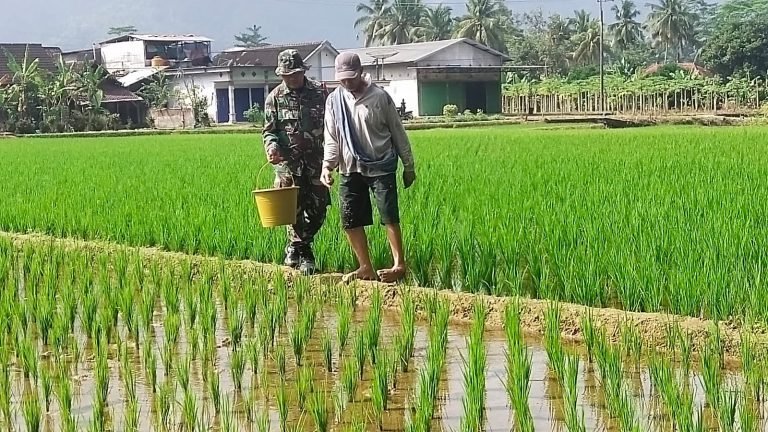 Pendampingan Intensif, Babinsa Pundungsari Dorong Produktivitas Petani