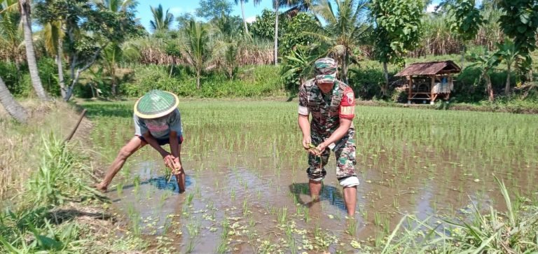 Lindungi Tanaman Padi, Babinsa Grobogan Dampingi Aksi Basmi Keong