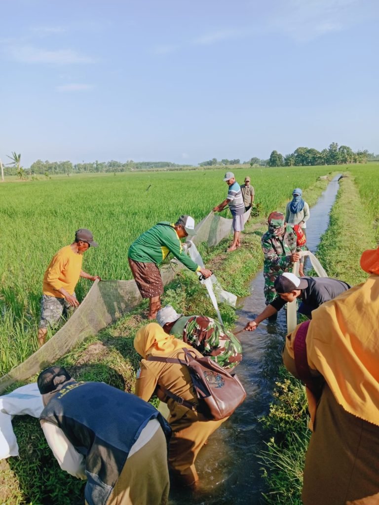 Gotong Royong Gropyok Tikus, Bukti Kekompakan Petani Krai dan Aparat