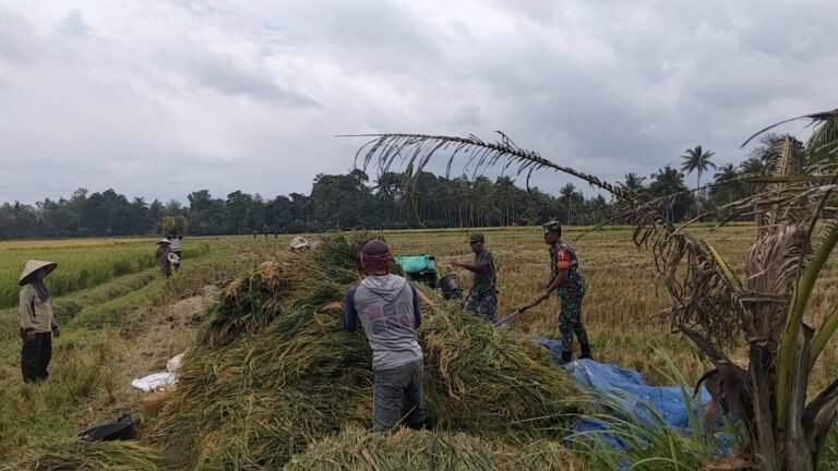 Gotong Royong Hanpangan, Babinsa Rojopolo Dampingi Panen Padi di Pondok Sari