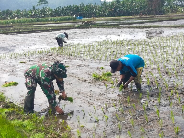 Kolaborasi TNI dan Petani: Wujud Nyata Ketahanan Pangan di Kecamatan Tempursari