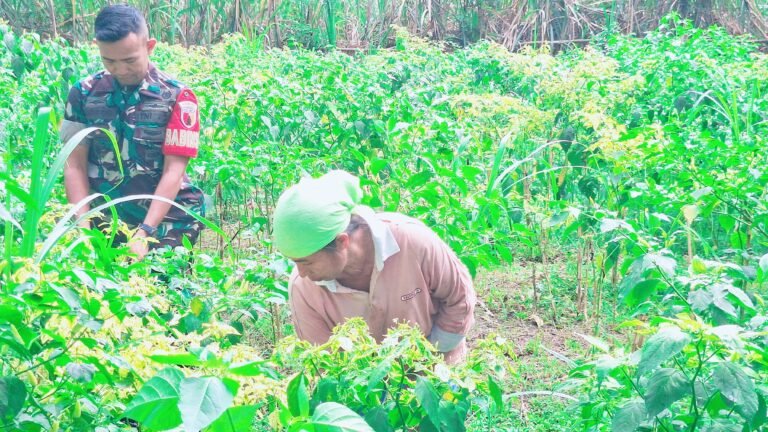 Babinsa Papringan Jadi Sahabat Petani, Dampingi Poktan Damai I Panen Cabai