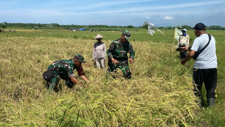 Wujudkan Swasembada Pangan, Babinsa Jatirejo Turut Dampingi Panen Padi Petani