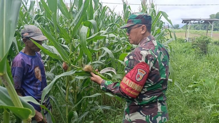 Sinergi Hijau di Sumbersuko: Babinsa dan Petani Bersama Jaga Ketahanan Pangan